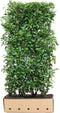 Prunus laurocerasus Genolia 200 cm