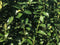 Prunus laurocerasus Genolia 200 cm