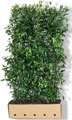 Prunus laurocerasus 'Herbergii' Heg