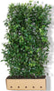 Prunus laurocerasus 'Herbergii' Heg