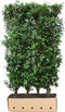 Prunus lusitanica Angustifolia 200 cm