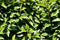 Prunus lusitanica Angustifolia 200 cm