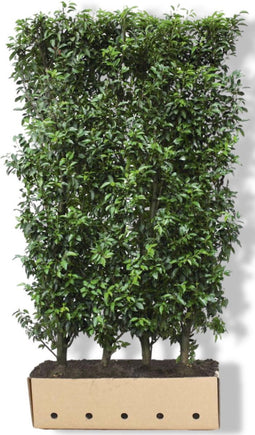 Prunus lusitanica 'Angustifolia' Heg