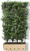 Prunus lusitanica 'Angustifolia' Heg