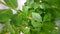 Prunus rotundifolia 100 cm