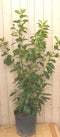 Prunus rotundifolia 160 cm