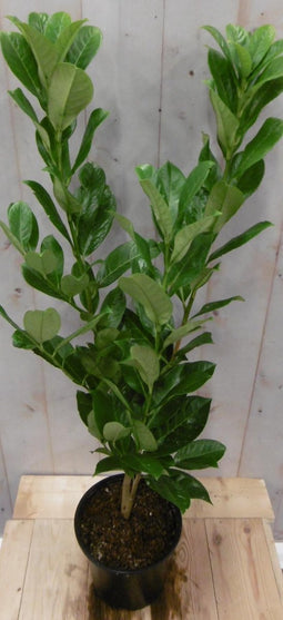 Prunus rotundifolia 70 cm