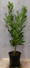 Prunus rotundifolia 70 cm
