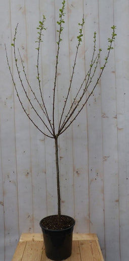 Prunus triloba Amandelboompje op stam hoogte