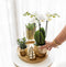 Kolibri Company | Gift set Christmas gold | Plantenset met witte Phalaenopsis Orchidee en Succulenten incl. keramieken sierpotten
