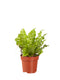 Asplenium Crispy Wave ↨ 30cm - 2 stuks - hoge kwaliteit planten