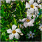 Plants by Frank - Set van 6 Mandevilla White Planten - 6 x Dipladenia Wit in 12 cm pot - Mediterrane planten - Vers uit de kwekerij geleverd - Klimplanten