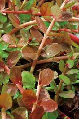 Rotala indica P11
