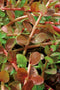 Rotala indica P11