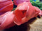 PSO Classic Tulip Bundle Sally x7 beauty 47 cm kunstbloemenNova Nature-ledkaarsen en meer