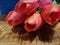PSO Classic Tulip Bundle Sally x7 beauty 47 cm kunstbloemenNova Nature-ledkaarsen en meer
