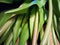 PSO Classic Tulip Bundle Sally x7 beauty 47 cm kunstbloemenNova Nature-ledkaarsen en meer