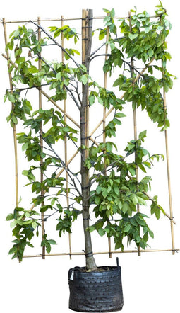 Haagbeuk haagelement Carpinus betulus 180 cm