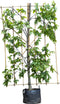 Haagbeuk haagelement Carpinus betulus 180 cm