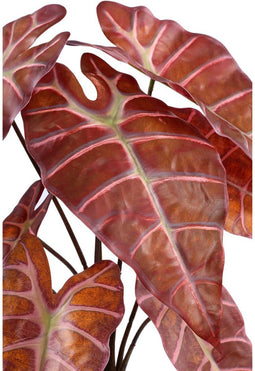 PTMD Alocasia Kunstplant - 34 x 35 x 38 cm - Kunststof - Bruin