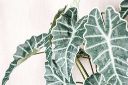 PTMD Alocasie Kunsttak - 119 x 34 x 118 cm - Kunststof - Groen