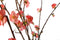 PTMD Blossom bloem pink cherry blossom s