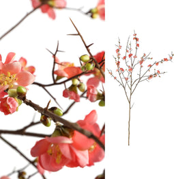 PTMD blossom bloem roze kersenbloesem l