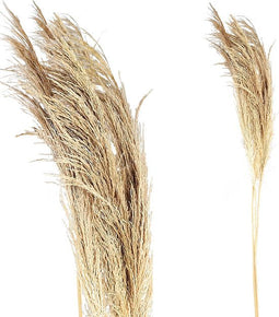 PTMD Dried Twig Pampas Gras - 60 x 10 x 150 cm - 3 stuks - Crème