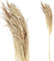 PTMD Dried Twig Pampas Gras - 60 x 10 x 150 cm - 3 stuks - Crème