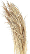 PTMD Dried Twig Pampas Gras - 60 x 10 x 150 cm - 3 stuks - Crème
