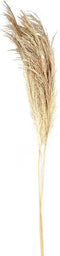 PTMD Dried Twig Pampas Gras - 60 x 10 x 150 cm - 3 stuks - Crème