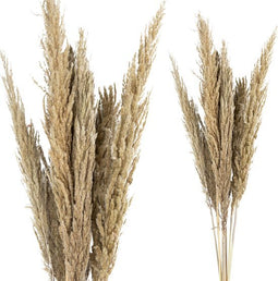 PTMD Dried Twig Pampas Gras - 75 x 7 x 117 cm - 8 stuks - Goud