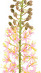 PTMD Eremurus Stengel Kunsttak - 119 x 12 x 117 cm - Kunststof - Roze