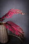 PTMD fern plant bordeaux velvet varen blad