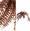 PTMD Fern Plant Copper Fern Bush Large