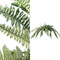PTMD Fern Plant Green Fern Bush L