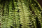 PTMD Fern Plant Green Fern Bush L