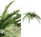 PTMD Fern Plant Green Fern Bush M