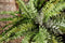 PTMD Fern Plant Green Fern Bush M