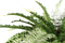 PTMD Fern Plant Green Fern Bush M