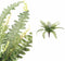 PTMD Fern Plant Green Fern Bush S