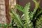 PTMD Fern Plant Green Fern Bush S
