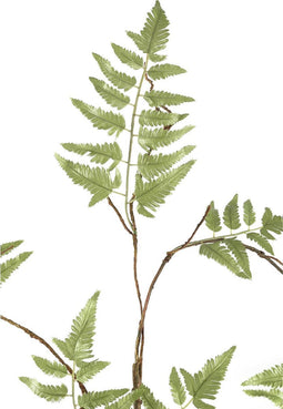 PTMD Fern Plant groene varen klimplant tak