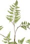 PTMD Fern Plant groene varen klimplant tak