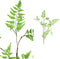 PTMD Fern Plant groene varen klimplant tak