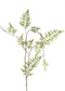 PTMD Fern Plant groene varen klimplant tak