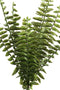 PTMD Fern Plant Varen Prikker -26 x 24 x 35 cm - Groen