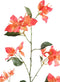 PTMD Garden Flower Orange Bougainvillea Spray