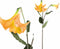 PTMD Garden Flower Orange Datura Spray