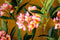 PTMD Garden Flower Pink Plumeria Spray W Leaves